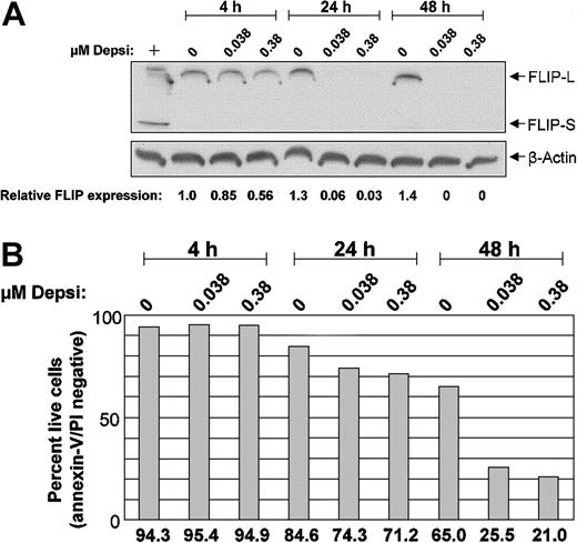 Figure 6. Effect of depsipeptide on c-FLIP in CLL cells. Following in vitro exposure to depsipeptide, c-FLIP decreases in CLL cells. CLL patient cells were incubated with or without depsipeptide (DDP) for 4, 24, and 48 hours. (A) Protein lysates were prepared at each time point, separated on a 14% SDS-PAGE gel, and immunoblotted with polyclonal anti–c-FLIP. Gel loading equivalence was confirmed by blotting with an antibody for constitutively expressed protein beta-actin. FLIP expression in these samples was measured by laser densitometry, and is shown relative to the 4-hour untreated sample after equalizing to actin. The positive control (+) is lysate from CLL cells stimulated with CD40L for 12 hours. (B) Prior to lysing, an aliquot of cells from each condition was assessed for early apoptosis by flow cytometry with annexin-V FITC and propidium iodide.