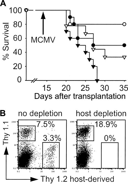 Figure 10. Host cells contribute to control of MCMV infection. (A) Survival of mice that received transplants with (▾, ▿) or without (•, ○) depletion of Thy1.2+ host cells. Survival of mice that received transplants of 500 LT-HSCs (•; n = 9, 55.6% survival) or 500 LT-HSCs and 3000 CLPs (○; n = 10, 80% survival) compared with mice that received transplants of 500 LT-HSCs (▾; n = 10, 0% survival) or 500 LT-HSCs and 3000 CLPs (▿; n = 9, 33.3% survival) with subsequent Thy1.2 depletion. P = .03 (• versus ▾), P = .04 (▿ versus ▾). (B) Splenic FACS analysis on day 35 of infected survivors that received CLP cotransplants confirmed complete depletion. Thy 1.1+ cells are LT-HSC and CLP derived, the majority again was CLP derived (also shown in Figure 7B).