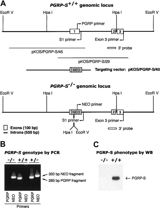 Figure 1. Construction of PGRP-S-/- mice. (A) Genomic organization of PGRP-S+/+ and PGRP-S-/- loci with 3 PGRP-S exons, genomic clones, targeting vector, and replacement of exon 1 with NEO cassette in PGRP-S-/- mice. Relevant restriction sites, primers, and screening probes are also shown. (B) Genotypes of PGRP-S-/-, PGRP-S+/+, and PGRP-S+/- mice determined by typing of genomic DNA by PCR using either PGRP-specific or NEO cassette–specific sense primer and intron-specific (S1) antisense primer. DNA from homozygous PGRP-S-/- mice yielded only 320-bp NEO PCR fragment and no PGRP fragment, demonstrating the replacement of PGRP-S exon 1 with NEO cassette in both chromosomes. DNA from wild-type PGRP-S+/+ mice yielded only 283-bp PGRP PCR fragment and no NEO fragment, whereas DNA from heterozygous PGRP-S+/- mice yielded both PGRP and NEO PCR fragments. (C) Phenotypes of PGRP-S-/- and PGRP-S+/+ mice determined by Western blot: lysates of 2 × 106 bone marrow cells/lane were separated by SDS-PAGE, and PGRP-S protein was detected by anti–PGRP-S antibodies on Western blots in lysates from PGRP-S+/+ but not from PGRP-S-/- mice.