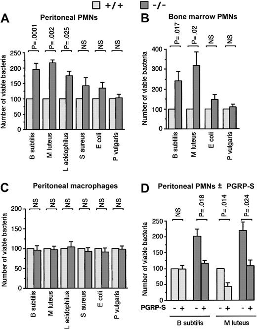 Figure 5. PMNs from PGRP-S-/- mice are deficient in killing of B subtilis, M luteus, and L acidophilus but not S aureus, E coli, and P vulgaris, and this defect is reversed by exogenous recombinant PGRP-S. Peritoneal (A) or bone marrow (B) PMNs or peritoneal macrophages (C) from PGRP-S+/+ (light gray bars) or PGRP-S-/- (dark gray bars) mice were incubated in vitro with the indicated bacteria, and the numbers of viable bacteria were determined as described in “Materials and methods.” (D) Bacteria were first incubated with 50 μg recombinant PGRP-S/mL (or buffer control) for 10 minutes, and then peritoneal PMNs were added to yield 10 μg PGRP-S/mL. The killing assay was then performed as in panel A. The results are means ± SE of the following number of experiments: (A) 21 (B subtilis), 4 (M luteus and L acidophilus), 10 (S aureus), 11 (E coli), and 8 (P vulgaris); (B) 12 (B subtilis and M luteus), 6 (E coli), and 12 (P vulgaris); (C) 6; and (D) 4. The significance of differences was calculated using the Student t test.