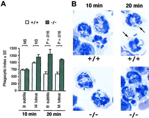 Figure 6. PMNs from PGRP-S-/- mice have normal uptake of B subtilis and M luteus but are defective in elimination of ingested bacteria. (A) Peritoneal exudate cells from PGRP-S+/+ or PGRP-S-/- mice were incubated in vitro with B subtilis or M luteus, and the numbers of bacteria ingested by PMNs (phagocytic index) were determined at 10 and 20 minutes. The results are means of 4 experiments, and the significance of differences was calculated using the Mann-Whitney U test. (B) Representative photographs of PMNs from PGRP-S+/+ or PGRP-S-/- mice after 10 and 20 minutes of phagocytosis of B subtilis (magnification, 10 × 100; Diff-Quik stain). The arrows point to poorly stained bacterial ghosts (partially digested bacteria), often seen in PMNs from PGRP-S+/+, but not PGRP-S-/-, mice after 20 minutes of phagocytosis.