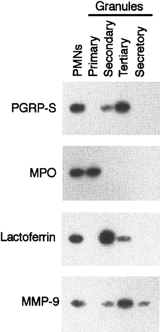 Figure 7. PGRP-S is present in PMNs in tertiary (gelatinase) granules. Lysates of bone marrow PMNs or their isolated granules were separated by SDS-PAGE, and PGRP-S protein was detected on Western blots. The following granule markers were also detected: myeloperoxidase (MPO) for primary (azurophil) granules, lactoferrin for secondary (specific) granules, and matrix metalloproteinase 9 (MMP-9 or gelatinase B) for tertiary (gelatinase) granules. The results are from 1 of 4 similar experiments.