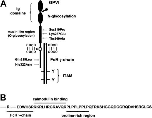 Figure 1. The GPVI/Fc receptor γ-chain complex. (A) Organization of the GPVI/FcR γ-chain complex. GPVI consists of 2 Ig domains linked to a mucin-rich region that has a number of sites for O-linked glycosylation. The transmembrane domain has an arginine group that is required for the association with the FcR γ-chain through a salt bridge. The cytosolic tail consists of a number of domains as illustrated in panel B. The FcR γ-chain is present as a disulphide-linked homodimer and has 2 tyrosines in a conserved sequence known as an ITAM. GPVI is highly polymorphic and those sites that lead to amino acid changes (3-letter code) are shown. For further information see Croft et al.43 (B) Amino acid sequence of the cytosolic tail of GPVI showing the sites of interaction with the FcR γ-chain, calmodulin, and the SH3 domain of Src kinases. The amino acids following the proline-rich region are absent in the murine sequence.