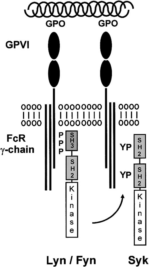 Figure 2. Possible mechanism of ITAM phosphorylation of GPVI/Fc receptor γ-chain complex. Collagen binds to the GPVI/FcR γ-chain complex via the GPVI-specific sequence glycine-proline-hydroxyproline (GPO). Collagen is believed to induce activation through the cross-linking of 2 GPVI complexes. The cytosolic tail of the FcR γ-chain has a proline-rich domain that binds to the SH3 domains of Src kinases. Considerable experimental evidence supports a role for Lyn and Fyn in signaling by GPVI. The 2 Src kinases Lyn and Fyn have been shown to associate with the proline-rich domain of GPVI via their SH3 domains. It is proposed that cross-linking of GPVI brings the Src kinases to the ITAM in the FcR γ-chain, thereby enabling phosphorylation of the 2 conserved tyrosines to take place. The interaction of a second tyrosine kinase Syk with these domains initiates a signaling cascade that leads to tyrosine phosphorylation of a number of downstream proteins, including the adapters LAT and SLP-76, and PLCγ2.