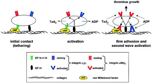 Figure 3. Revised model for platelet adhesion to collagen. The initial contact (tethering) to the ECM is mediated predominantly by GPIbα-VWF and GPVI-collagen interactions. The GPIbα-VWF interaction is essential at high shear rates (> 500 s–1) but may not be required at lower shear rates.3 In a second step, GPVI-collagen interactions initiate cellular activation followed by shifting of integrins to high-affinity state and the release of second-wave agonists, most importantly ADP and TxA2. GPIb-mediated signaling may amplify GPVI-induced activation pathways. Cellular activation and up-regulation of integrin affinity is proposed to be a strict prerequisite for adhesion. Finally, firm adhesion of platelets to collagen through activated α2β1 (directly) and αIIbβ3 (indirectly via VWF or other ligands) results in sustained GPVI signaling, enhanced release, and procoagulant activity. In this process, α2β1 and αIIbβ3 have partially redundant roles. Released ADP and TxA2 amplify integrin activation on adherent platelets and mediate thrombus growth by activating additional platelets. This scheme does not exclude the involvement of other receptor-ligand interactions.