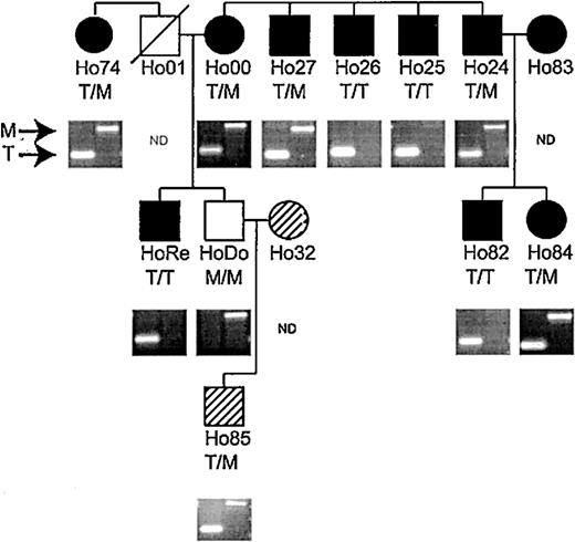 Figure 3. HA-3 phenotyping and genotyping of family Ho. All members except Ho32 and Ho85 (hatched symbols) are HLA-A1 positive. • (females) or ▪ (males) indicate strong lysis by HA-3–specific CTLs (phenotype positive); open symbols indicate no lysis (phenotype negative). Hatched symbols indicate HLA-A*0101- individuals, which were not typed phenotypically. Material from Ho01 was not available. Genotyping was determined by PCR on genomic DNA as described in “Patient, materials, and methods.” A band in the left lane indicates the presence of the HA-3T allele, while the HA-3M allele is represented by a band in the right lane. The results of the genotyping are show as T/T (HA-3T homozygous), T/M (HA-3T/M heterozygous), or M/M (HA-3M homozygous).