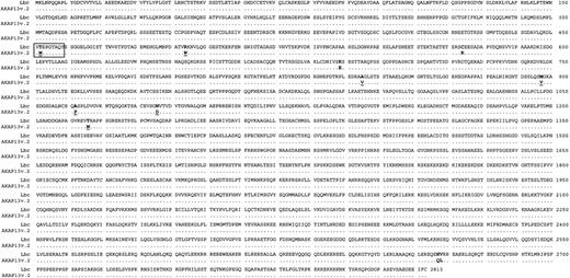 Figure 4. Amino acid sequence alignment of the predicted amino acid sequence of Lbc and AKAP13 isoform 2. Polymorphisms confirmed by analysis of PCR products from typed individuals in the current study are indicated by bold underlined characters. The HA-3 CTL epitope is marked by a box. Bold amino acids that are not underlined represent polymorphisms reported in databases but not confirmed by the current analysis.