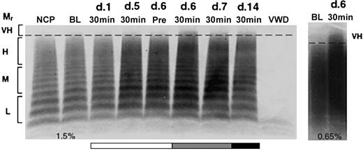Figure 5. Release of very-high-molecular-weight VWF multimers by DDAVP during rhIL-11 treatment. VWF:Ag multimer gel analysis of a normal dog, X60, treated daily for 7 consecutive days with rhIL-11 (50 μg/kg subcutaneously; white and gray bars). This dog then received combined rhIL-11 and DDAVP treatment (5 μg/kg intravenously) on days 6 and 7 (gray bar). The same daily dose of DDAVP was continued on days 8 through 14 (black bar). The multimer composition of X60 is shown at baseline (BL), prior to treatment on day 6 (Pre), and 30 minutes following administration of treatments on days 1, 5, 6, 7, and 14. Lanes and molecular weights are labeled as in Figure 2. Note the presence of very-high-molecular-weight multimers after treatment with DDAVP on day 6 (30 minutes) and to a lesser extent on days 7 and 14. This DDAVP-induced release of very-high-molecular-weight VWF multimers was confirmed on the 0.65% agarose gel shown in the panel to the right.