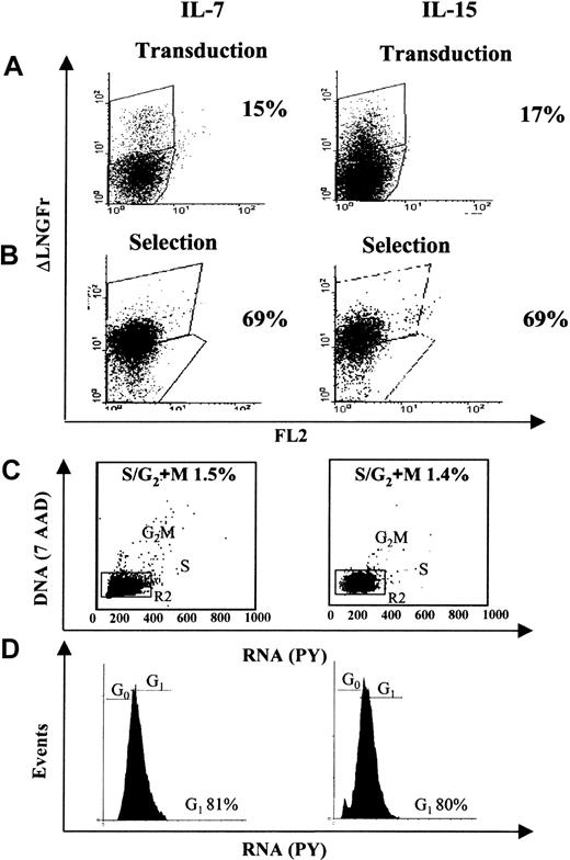 Figure 4. Immunoselected LV-transduced resting T cells are mainly in G1 phase. Resting T lymphocytes were cultured with 5 ng/mL IL-7 or 10 ng/mL IL-15 and transduced 96 hours after stimulation. After an additional 96 hours, cells were analyzed for ΔLNGFr expression and immunoselected, as described in “Materials and methods.” Expression of ΔLNGFr after transduction (A) and after immunoselection (B) is shown. The percentage of ΔLNGFr-positive cells is indicated. Only viable cells, as assessed by PI exclusion, were analyzed. (C) DNA and RNA contents of immunoselected cells were measured by 7AAD and PY staining, respectively. The percentage of cells in S/G2/M phases is indicated. The R2 gate, encompassing the G0/G1 population, was used for further analysis. (D) Histogram of RNA staining of R2-gated cells plotted for PY staining to distinguish G0 from G1 cells. The percentage of cells in G1 is indicated. One of 2 similar experiments is shown.