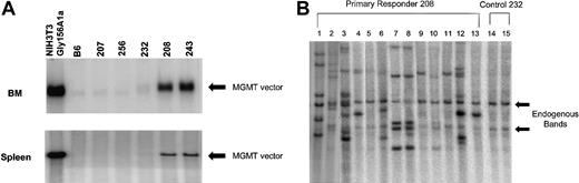 Figure 4. High levels of proviral DNA in the BM and spleen of primary, drug-treated, animals and in clonal spleen colonies of mice that received secondary transplants. (A) Southern blot analysis using an MGMT probe to detect the Gly156Ala MGMT vector in BM and spleen DNAs digested with EcoRV, which liberates a near unit length proviral fragment. Analysis of DNA samples from NIH 3T3-Gly156Ala–transduced cells, control B6, treated nonresponders (207, 256) untreated control (232), and treated responders (208, 243) are shown. The black arrow indicates the near unit length provirus of correct molecular size. (B) Southern blot analysis of spleen colony DNAs digested with BamHI, which cuts once within the proviral DNA and liberates a proviral-genomic DNA junctional fragment for each proviral integration. Lanes 1 through 13 represent distinct DNAs from secondary spleen colonies derived from animals transplanted with BM cells of animal 208. Lanes 14 and 15 represent DNA from spleen colonies harvested from animals that received BM-cell transplants of control animal 232. The arrows indicate the endogenous MGMT hybridizing sequences, which were similarly observed in normal mouse spleen DNA (data not shown). Unique patterns are observed for lanes 1, 2, 3, 4, 6, 12, and 13, whereas similar patterns are observed for lanes 7, 8, 10, and also for lanes 9 and 11. Some patterns may reflect additional integration events into daughter cells derived from a transduced parental cell (eg, 4 and 13).