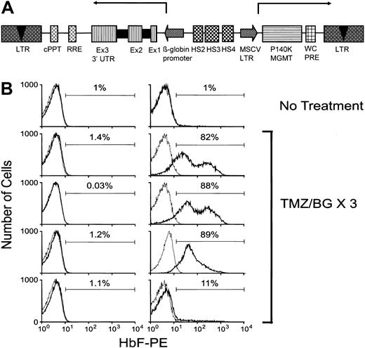 Figure 5. In vivo selection of γ-globin–expressing RBCs. (A) Diagram of the self-inactivating γ-globin/MGMT lentiviral vector. The γ-globin expression cassette is in reverse transcriptional orientation relative to the provirus and is driven by a 130-bp β-globin promoter in conjunction with DNase I hypersensitive site (HS) fragments HS4 (445 bp), HS3 (898 bp), and HS2 (374 bp) from the β-globin locus control region. The MSCV LTR-driven Pro140Lys MGMT also contains the PRE from the woodchuck (WC) hepatitis virus. cPPT indicates central polypurine tract/DNA flap; RRE, Rev-responsive element; and Ex, exon. Arrows delineate the transcriptional orientation of the expression cassettes. (B) FACS analysis for human γ-globin expression (HbF-PE fluorescence) in the RBCs of mice that received transplants of γ-globin/MGMT–transduced BM cells. Analysis of a representative control, untreated animal is shown in the top left (baseline) and right (at the end of the observation period) panels. Shown in the panels below are analyses of drug-treated animals at baseline (left column) and after completion of 3 courses of TMZ/BG (right column). The percentage of γ-globin–expressing cells is shown for each histogram. Solid lines indicate the γ-globin staining profile for each experimental animal, whereas dotted lines indicate the staining profile of a negative control mouse.