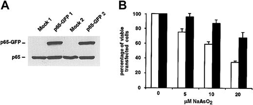 Figure 5. Overexpression of NF-κB–p65 protects L540Cy cells from arsenite-induced apoptosis.(A) L540Cy cells were transfected with a p65-GFP expression plasmid or with mock and pEGFP-N3 plasmids. Twenty-four hours after transfection, whole cell extracts were analyzed by Western blotting for the expression of p65-GFP and endogenous p65 using a p65-specific antibody. Western blot analysis of 2 independent experiments is shown. (B) Overexpression of NF-κB–p65 protects L540Cy cells from arsenite-induced apoptosis. L540Cy cells were transfected with a p65-GFP expression plasmid (p65-GFP; black bars) or with mock expression plasmid along with pEGFP-N3 (GFP; white bars). Twenty-four hours after transfection, p65-GFP expression was analyzed as described as for panel A and cells were incubated for 16 hours with the indicated concentrations of NaAsO2. Thereafter, PI-stained cells were analyzed by FACS analysis. The decrease of viable GFP+, PI-cells is shown as percentage of viable transfected cells. The combined results of 4 independent experiments are shown; p65-GFP expression for 2 independent experiments is shown in panel A. Error bars denote SDs.
