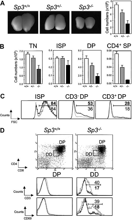 Figure 2. Impaired T-cell development in embryos lacking Sp3. (A) Thymi of E18.5 embryos of one litter (left) and total numbers of thymocytes (right) of the indicated genotypes. (B) Absolute numbers of thymocytes within the indicated thymic subpopulations, as determined by flow cytometry. Tn = CD3-CD4-CD8-; ISP = CD3-CD8+;DP = CD4+CD8+; and CD4 SP = CD3+CD4+CD8-. (C) FSC characteristics of the indicated thymus subpopulations. Cells were analyzed for the expression of CD3, CD4, and CD8, and FSC characteristics are displayed as histogram overlays of Sp3-/- (bold lines) and Sp3+/+ (dashed lines) embyros. (D) CD3 and CD69 expression in DP (CD4+CD8+) and DD (CD4lowCD8low) thymocytes. Thymus cell suspensions were gated for CD4 and CD8, and results are displayed as histogram overlays for CD3 and CD69 of Sp3-/- (bold lines) and Sp3+/+ (dashed lines) embyros. Data shown are from 2 to 26 embryos in each group.