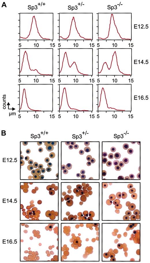 Figure 4. Delayed definitive erythropoiesis in Sp3-deficient embryos. (A) Analysis of the size distribution of circulating erythrocytes at different days of gestation. Yolk sac–derived erythrocytes (primitive) remain nucleated and have a diameter of approximately 10 μm. Fetal liver–derived erythrocytes (definitive) are enucleated and have a diameter of approximately 7 μm. Appearance of definitive erythroytes in the circulation is delayed in Sp3-/- embryos. (B) Cytospins were prepared from blood isolated from the indicated embryos and were stained with a combination of neutral benzidine and histologic dyes.33 Nucleated primitive erythroytes are clearly distinguished from enucleated definitive erythrocytes; both cell types have a normal morphologic appearance in Sp3-/- embryos.
