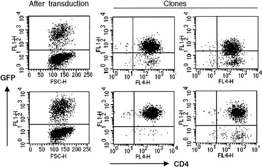 Figure 3. Subclones of DN-hTERT–transduced T cells display lower DN-hTERT gene expression. The level of GFP expression is decreased in DN-hTERT–GFP–transduced clones. Two clones isolated from limiting dilution of MoT-72 transduced with DN-hTERT (Asp712Ala, Val713Ile)–GFP (top middle and top right), displayed a lower GFP expression than the average GFP level expressed by the bulk culture right after transduction (top left). Graphs are representative of the GFP expression by all DN-hTERT clones obtained. All DN-hTERT (Asp712Ala, Val713Ile)–GFP–expressing clones died after cloning. The GFP expression remained high in clones isolated from cloning of MoT-72 transduced with hTERT-GFP (bottom middle and bottom right). This level of GFP expression was equal to the GFP expression level after transduction (bottom left). Graphs are representative of 16 hTERT-GFP–expressing clones analyzed.
