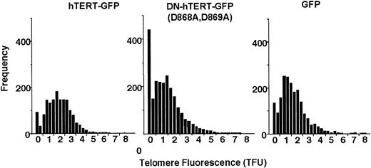 Figure 5. Telomere length analysis of human CD4+ T cells transduced with DN-hTERT. Graphs show the quantification of individual telomere length expressed as the distribution of TFUs of Q-FISH telomere analysis of metaphase chromosomes from human CD4+ T cells that have undergone approximately 45 PD and were transduced with DN-hTERT (Asp868Ala, Asp869Ala)–GFP, hTERT-GFP, or control GFP. Analyses were performed on 16 metaphases of DN-hTERT (Asp868Ala, Asp869Ala)–GFP–transduced CD4+ T cells, 20 metaphases of hTERT-GFP–transduced cells, and 28 metaphases of GFP-transduced cells. The average telomere fluorescence of individual chromosome ends was calculated to be 1.35 TFU for DN-hTERT (Asp868Ala, Asp869Ala)–GFP–transduced cells, 1.92 TFU for hTERT-GFP–transduced cells, and 1.60 TFU for control GFP-transduced cells.