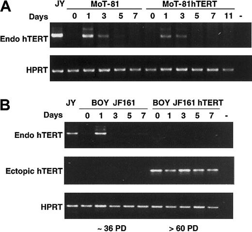 Figure 6. Expression of endogenous hTERT upon stimulation during culture. (A) Wild-type MoT-81 cells and hTERT-transduced cells of identical age were stimulated with anti-CD3 and anti-CD28 mAbs, and the expression of endogenous hTERT at day 0, 1, 3, 5, 7, and 11 was determined by RT-PCR. All samples were tested for HPRT expression to check for equal amounts of RNA. (B) RT-PCR analysis of endogenous and ectopic hTERT expression in wild-type BOY JF161 cells after approximately 36 PD and in hTERT-GFP–transduced cells after more than 60 PD.