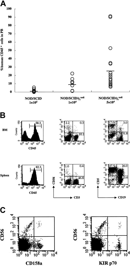 Figure 1. Efficient engraftment and complete reconstitution of human lymphocytes in NOD/SCID/γcnull mice that underwent transplantation with CB CD34+ cells. 1 × 104 (n = 7) or 5 × 104 (n = 17) CB CD34+ cells were transplanted into NOD/SCID/γcnull mice, and 1 × 105 (n = 15) CB CD34+ cells were transplanted into NOD/SCID mice. (A) Percentages of human CD45+cells in PB of mice were analyzed 3 months after transplantation using flow cytometry. Percentages of human CD45+cells were calculated as: % human CD45+ = human CD45+cells/(human CD45+cells +mouse CD45+cells) × 100. Results of 7 independent experiments are shown. (B) Representative FACS analysis of human lymphocytes in BM and spleen of NOD/SCID/γcnull mice that underwent transplantation with CB CD34+ cells. (C) Representative FACS analysis of KIR antigens is shown. CD158a or KIR p70 were detected on 7.7% or 3.8% of CD56+cells, respectively.