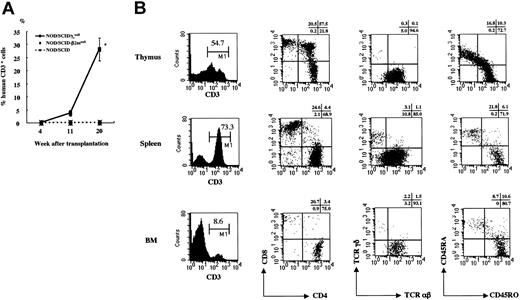 Figure 2. Human CD3+cells in PB of NOD/SCID/γcnull, NOD/SCID-β2mnull, and NOD/SCID mice that underwent transplantation with CB CD34+cells. (A) Percentage of human CD3+cells among human CD45+cells in PB was analyzed sequentially after the transplantation of 4 × 104 CB CD34+cells. Results of 2 independent experiments (n = 3 each) are shown. Error bars represent SDs. (B) Surface phenotypes of human CD3+T cells in thymus, spleen, and BM of NOD/SCID/γcnull mice were evaluated 5 months after the transplantation of 2 to 4 × 104 CB CD34+cells. Representative data from 5 independent analyses of similar results are shown.