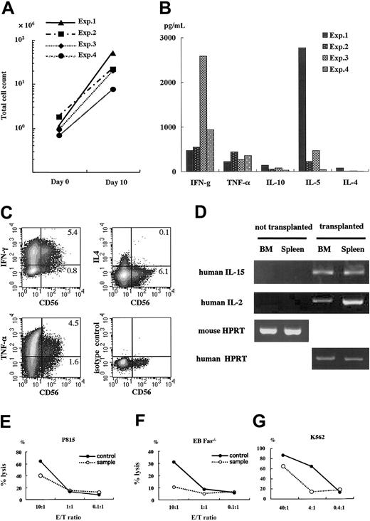 Figure 6. Functional analysis of human lymphocytes in spleen of NOD/SCID/γcnull mice. Four to 6 months after the transplantation of 2 × 104 to 5 × 104 CB CD34+cells, human lymphocytes in spleen were cultured and expanded for functional analyses. (A) Cell proliferation after 10-day culture; PHA (1 μg/mL) and hIL-2 (50 IU/mL) for the initial 48 hours followed by hIL-2 (50 IU/mL) only for 8 days. (B) Supernatants of the spleen cells after 48-hour stimulation with PHA and hIL-2 were taken, and the production of human cytokines was evaluated using Cytometric Bead Array Kit for human cytokine (BD PharMingen). (C) PHA-stimulated human lymphocytes were further stimulated with 10 ng/mL PMA and 1 μg/mL ionomycin for 6 hours. Brefeldin A was added during the last 2 hours. Then the cells were stained with membrane CD56 and intracellular cytokines and were analyzed using flow cytometry. (D) RNA was isolated from the spleen and BM of NOD/SCID/γcnull mice with or without transplanted CD34+cells, and the expression of mRNA for human IL-2 and IL-15 was examined by RT-PCR. Human or mouse HPRT was used as a positive control. (E-G) Anti–CD3-dependent cytotoxic T-lymphocyte activity and NK activity were evaluated by measuring the release of calcine-AM into the supernatant after cytolysis of target cells labeled with calcine. Results are expressed as the percentage of specific lysis. PB MNCs of a healthy adult were used as a positive control. Representative data with similar results of 4 independent experiments are shown.