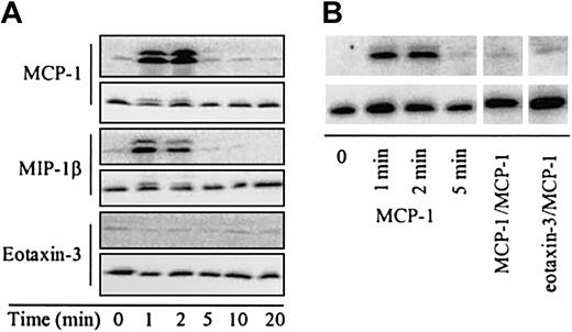 Figure 4. Eotaxin-3 acts as an antagonist on CCR2-transfected cells. (A) MCP-1 induced chemotaxis of CCR2-transfected cells in the presence (▴) or absence (•) of eotaxin-3 at 1 μM. Cell migration was evaluated in Boyden microchambers. All determinations were performed in triplicate. The control indicates the number of cells migrating in medium alone. (B) Chemotaxis of CCR2-transfected cells was evaluated in 24-transwell chambers. Where indicated, eotaxin-3 (1 μM) was applied to the cells in the upper well, and 10 nM MCP-1–induced migration was assessed. Data are expressed as chemotaxis index.