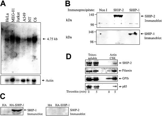 Figure 1. SHIP-2 is expressed in a megakaryocyte cell line and in human platelets. (A) Membranes containing approximately 20 μg mRNA from the indicated cell lines, adenocarcinoma of the cervix (HeLa), megakaryoblast (MEG-01), T-cell leukemia (Jurkat), lung carcinoma (A549), neuroteratocarcinoma (NT,) and glioma (C6), were hybridized with SHIP-2 cDNA (nucleotides 3017-3989) and washed as described in “Materials and methods.” After exposure, the membrane was allowed to decay and was subsequently hybridized to an actin probe. (B) The Triton X-100– soluble fraction of platelets was isolated and immunoprecipitated with either nonimmune (Non I) sera, affinity-purified SHIP-2 antipeptide, or SHIP-1 antibodies and immunoblotted with antibodies to SHIP-2 (top), or SHIP-1 (bottom). (C) COS-1 cells transiently transfected with HA empty vector, or HA–SHIP-1 were harvested and the lysates immunoblotted with either SHIP-1 (left), or SHIP-2 (right) antibodies. (D) Platelets were either left untreated or treated with thrombin (1 U/mL, final concentration) for 5 minutes at room temperature and then lysed. The Triton-soluble and actin cytoskeletal (Actin CSK) fractions were isolated and immunoblotted with antibodies to SHIP-2, filamin, glycocalicin (GPIb), or p85 as indicated. Results shown are typical of 3 separate experiments.