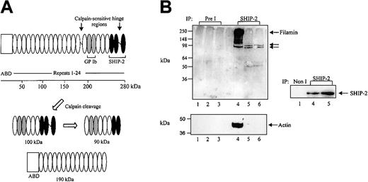 Figure 3. SHIP-2 associates with filamin independently of actin. (A) Schematic of the calpain-mediated cleavage profile of filamin A. The empty box represents the actin-binding domain (ABD) and the repeats 1-24 of filamin are shown as ovals. Gray and black filled ovals represent GPIb and SHIP-2 binding sites, respectively. The calpain-cleavage sites on intact filamin are shown. Calpain-mediated cleavage of filamin results in the production of 100-kDa and 90-kDa fragments, which retain the GPIb and partial SHIP-2 binding sites, and a 190-kDa fragment, which contains the actin-binding domain but lacks the SHIP-2 and GPIb binding site. (B) The Triton X-100–soluble fraction of platelets isolated in lysis buffer containing EGTA (lanes 1, 4), in the absence of EGTA (lanes 2, 5), or in the presence of DNase I without EGTA (lanes 3, 6) was immunoprecipitated with either preimmune (Pre I) sera or SHIP-2 affinity-purified antibodies and immunoblotted with filamin antibodies (top), actin antibodies (bottom), or SHIP-2 antibodies as shown. Arrows indicate the migration of intact filamin and calpain-cleaved filamin fragments.
