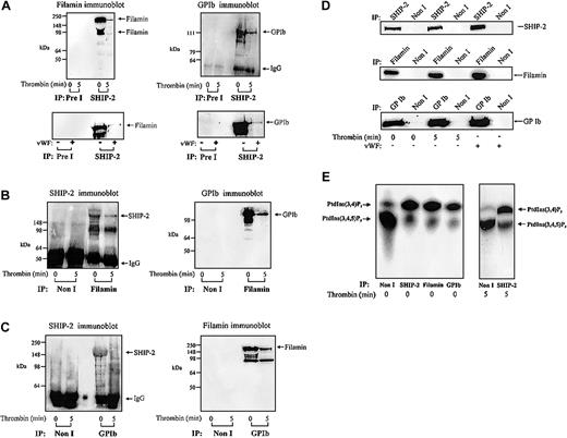 Figure 4. Filamin and GPIb coimmunoprecipitate with SHIP-2. (A) The Triton X-100–soluble fraction of resting, thrombin-stimulated (1 U/mL, final concentration for 5 minutes), or VWF-stimulated platelets (10 μg/mL, and botrocetin, 3 μg/mL; final concentration for 5 minutes) was isolated. The Triton X-100–soluble fraction was immunoprecipitated with either preimmune (Pre I) sera or SHIP-2 antibodies and immunoblotted with filamin or GPIb antibodies. (B) The Triton X-100–soluble fraction of resting and thrombin-stimulated platelets was isolated as described in panel A, immunoprecipitated with either nonimmune (Non I) sera or filamin antibodies and immunoblotted with either affinity-purified SHIP-2 antibodies or GPIb antibodies. (C) The Triton X-100–soluble fraction of resting and thrombin-stimulated platelets was isolated as described in panel A, immunoprecipitated with either nonimmune (Non I) sera or GPIb antibodies and immunoblotted with affinity-purified SHIP-2 antibodies or filamin antibodies. (D) The Triton X-100–soluble fraction of resting, thrombin-stimulated (1 U/mL, final concentration for 5 minutes), or VWF-stimulated platelets (10 μg/mL, and botrocetin, 3 μg/mL; final concentration for 5 minutes) was isolated. The Triton X-100–soluble fraction was immunoprecipitated with either nonimmune (Non I) sera, SHIP-2, filamin, or GPIb antibodies and immunoblotted with the immunoprecipitating antibody. (E) Triton X-100–soluble fractions were isolated from untreated platelets and immunoprecipitated with either nonimmune (Non I) sera, affinity-purified SHIP-2 antibodies, filamin antibodies, or GPIb antibodies. The Triton X-100–soluble fraction was also isolated from thrombin-stimulated (1 U/mL, final concentration for 5 minutes) platelets and immunoprecipitated with either nonimmune (Non I) sera or affinity-purified SHIP-2 antibodies. Immunoprecipitates captured on protein-A–Sepharose were subjected to PtdIns(3,4,5)P3 5-phosphatase assays and the lipid products of the enzyme assay were examined by TLC. The migration of the phospholipids was compared with known standards PtdIns(3,4,5)P3 and PtdIns(3,4)P2.