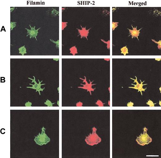 Figure 6. SHIP-2 colocalizes with filamin in spreading platelets at lamellipodia. Platelets spread on a VWF matrix were fixed, permeabilized, costained with filamin antibodies and affinity-purified SHIP-2 antibodies, and visualized by confocal microscopy. Bar, 10 μm.