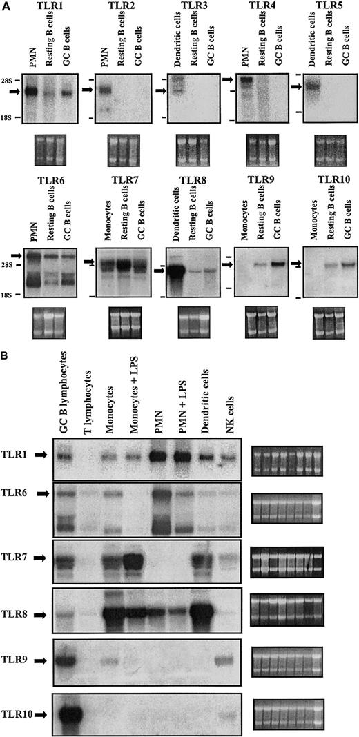 Figure 1. TLR expression in immunocompetent cells. (A) Resting B cells and GC B cells were purified from total tonsillar B lymphocytes. Total RNA was prepared and subjected to Northern analysis employing radiolabeled probes complementary to TLR1-10. Specific TLR transcripts are indicated by an arrow. The bottom panels show the ribosomal 28S and 18S subunits as seen under UV after staining with ethidium bromide. PMNs, dendritic cells, and monocytes are included as positive controls for TLR1-8 expression. Monocytes are included as a negative control for TLR9 and TLR10, which among the cell types tested, show highest expression in B cells. (B) Fresh human leukocyte subpopulations were separated and cultured in vitro in the absence or presence of the indicated stimuli for 3 hours. Total RNA was prepared and subjected to Northern analysis. Specific TLR transcripts are indicated by an arrow. The side panels show the ribosomal 28s and 18s subunits as seen under UV after staining with ethidium bromide. Results are representative of 3 independent experiments.