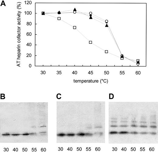 Figure 3. Phe229Leu AT is less thermostable than wild-type AT. (A) Plasma samples from the homozygous proband (□), a heterozygote (▴), and a nondeficient family member (○) and a control plasma (•) were heated for 2 hours at the indicated temperatures before measuring heparin cofactor activity. Results are expressed as a percentage of initial activity. Native PAGE analysis followed by immunoblotting was performed on control (B), heterozygous (C), and homozygous proband (D) samples heated at 30°C, 40°C, 50°C, 55°C, and 60°C. Increased AT polymerization was observed beyond 40°C in the proband's plasma, while the heterozygote's profile was essentially the same as that of normal plasma, AT being stable up to 50°C.