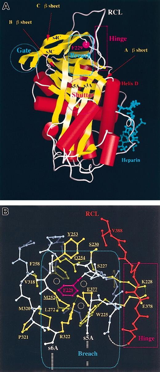 Figure 4. AT 3-dimensional structure indicating the location of residue 229. (A) Ribbon overview of native AT complexed with heparin, showing the location of residue 229 (magenta) and key serpin areas (see “Structural analysis”). (B) Close-up of the AT Phe229 area (ball-and-stick rendering). The residues surrounding Phe229 are shown in yellow. Part of the reactive center loop (RCL) is shown in red. Phe229 (magenta) is shown in the same orientation as in panel A. The free space available around Phe229 is symbolized by small dashed circles (white). The Phe229Leu substitution increased the amount of free space that might be filled by local structural reorganizations; alternatively, a destabilizing cavity may remain in the structure. Reorganization and/or cavity formation could induce structural changes that propagate toward the RCL and the breach area itself. In the absence of structural adjustment, a number of residues (mainly Glu377, Met252, Gln254, Tyr253, and Ser230, underlined) could clash with the Leu side chain.