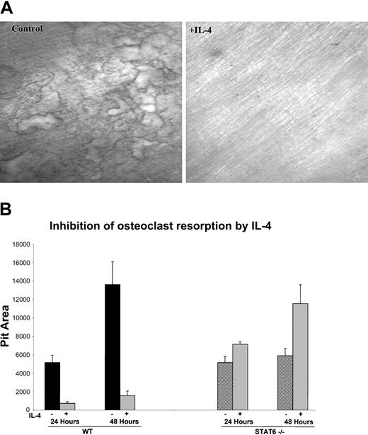 Figure 2. IL-4 inhibits the bone resorption activity of mature osteoclasts. (A) BMMs were isolated from wild-type mice and differentiated to osteoclasts by culturing with rmM-CSF (20 ng/mL) and RANKL (150 ng/mL), as in the previous experiments. Cells were plated on a layer of type 1 collagen. Six days later, when mature multinucleated osteoclasts were abundant, the plates were treated with collagenase to release the osteoclasts. These osteoclasts were then cultured on dentin slices with or without 10 ng/mL rmIL-4 for 24 hours. Resorption pits were visualized by staining with toluidine blue; original magnification, × 10 for both panels. (B) Cells from wild-type and STAT6-/- mice were isolated and cultured as described in panel A and were plated on hydroxyapatite-coated discs with or without 10 ng/mL rmIL-4. Areas of resorbed substrate were quantified by image analysis. Data represent the mean ± SD of 3 independent experiments.