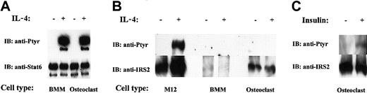 Figure 3. IL-4–induced signaling in osteoclasts. The indicated cells were treated with rmIL-4 (10 ng/mL) or insulin, as indicated for 10 minutes. Lysates were immunoprecipitated with anti-STAT6 or anti–IRS-2 antibody, run on a 4% polyacrylamide gel and probed first with antiphosphotyrosine antibody. Membranes were stripped and reprobed with anti-STAT6 or anti–IRS-2 antibody. (A) Analysis of STAT6 tyrosine phosphorylation and protein level. (B) IRS-2 tyrosine phosphorylation and protein level. (C) IRS-2 phosphorylation on mature osteoclasts in response to insulin.