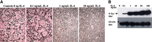 Figure 4. Dose response of osteoclast precursors to IL-4. (A) BMMs from wild-type mice were differentiated to osteoclasts in the presence rmM-CSF (20 ng/mL), RANKL (150 ng/mL), and the indicated concentrations of IL-4 for 7 days and were stained for TRAP expression. TRAP stain; original magnification, × 10. (B) BMMs were stimulated with the indicated concentrations of IL-4 for 10 minutes and lysed. STAT6 was immunoprecipitated from each culture, blotted, and probed with an antiphosphotyrosine antibody to determine its activation state. Blots were subsequently probed with anti-STAT6 to ensure equal loading.