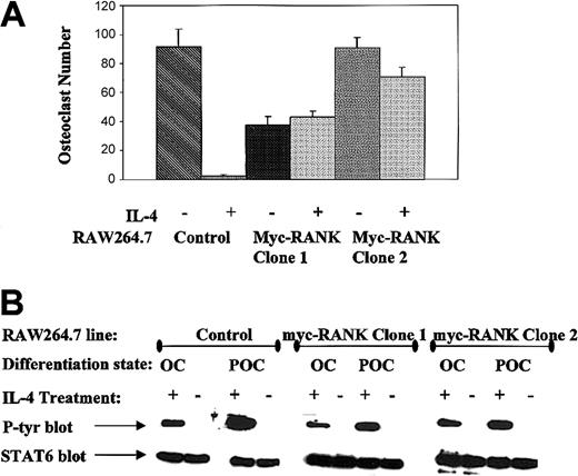 Figure 8. IL-4 fails to inhibit osteoclastogenesis in RANK-overexpressing cells. (A) Control RAW264.7 cells or RANK-transfected clones 1 and 2 were differentiated to osteoclasts in the presence of rmM-CSF (20 ng/mL) and RANKL (150 ng/mL) ± 10 ng/mL rmIL-4. TRAP-positive multinucleated (more than 3 nuclei) cells were counted. The average number of osteoclasts generated from 3 independent experiments is presented with their respective standard deviation. (B) To ensure that transfected clones were not impaired in IL-4 signaling, growing RAW264.7 (POC) or mature osteoclasts (OC) derived from control, RANK-transfected clone 1 or 2 were stimulated with 0 or 10 ng/mL IL-4 as indicated for 10 minutes, lysed, STAT6 immunoprecipitated, blotted, and probed with an antiphosphotyrosine antibody. To ensure equal protein loading, the blots were stripped and reprobed with anti-STAT6 antibody.