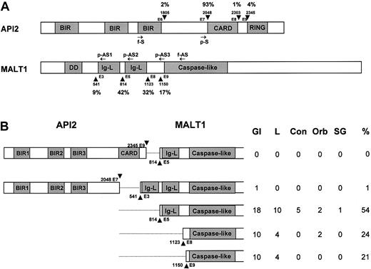 Figure 1. Schematic illustration of the API2 and MALT1 gene structure and the position of primers used. (A) Known breakpoints are indicated by arrow-head, and nucleic acids are numbered according to cDNA sequence of the API2 (GenBank, NM_001165) and MALT1 genes (AF316597). The frequency of known breakpoints was shown. Arrows indicate the position of primers used. f-S and f-AS indicate sense and antisense primer for PCR from frozen tissue; p-S and p-AS, sense and antisense primer for PCR from paraffin-embedded tissues. BIR indicates baculovirus IAP repeat; CARD, caspase recruitment domain; DD, death domain; and Ig-L, Ig-like domain. (B) Distribution of breakpoints of the API2 and MALT1 genes in MALT lymphomas of different sites. GI indicates gastrointestine; L, lung; Con, conjunctiva; Orb, orbit; and SG, salivary gland.