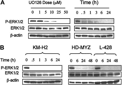 Figure 2. Effect of MEK inhibition on p-ERK in HD cell lines. (A) Effect of the MEK inhibitor UO126 on the HD-LM2 cell line. UO126 inhibited ERK phosphorylation in a dose- and time-dependent manner. When the cells were incubated with UO126 for 24 hours, the maximal effect was observed at a dose of 25 μM (p-ERK1/2 panel). When the cells were incubated with 25 μM UO126, the effect was nearly complete after 30 minutes of incubation and was complete after 6 hours of incubation. (B) A similar effect was observed in the 3 remaining HD cell lines, with complete inhibition of p-ERK that lasted for as long as 48 hours.