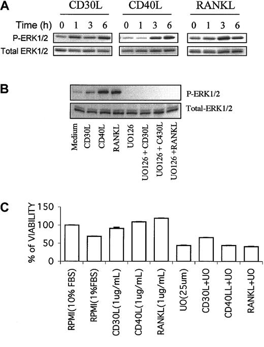 Figure 7. Sharing of MEK/ERK signaling pathway by CD30, CD40, and RANK in HD cell lines. MEK/ERK signaling pathway is shared by CD30, CD40, and RANK in HD cell lines. (A) The L-428 cell line, which expresses CD30, CD40, and RANK receptors, was incubated with 1 μg/mL of CD30 ligand (CD30L), CD40 ligand (CD40L), and RANK ligand (RANKL) for 1 to 6 hours. Total ERK and p-ERK were determined by Western blot. All 3 ligands increased the phosphorylation of ERK in a time-dependent manner. (B) When the L-428 cell line was incubated with CD30L, CD40L, or RANKL for 6 hours, ERK phosphorylation was induced. UO126 (25 μM) inhibited the basal level of p-ERK, and the combination of UO126 with any of these 3 ligands inhibited the ligand-induced ERK phosphorylation. (C) Under serum deprivation conditions (1% FBS), any of the studied ligands (CD30L, CD40L, RANKL) enhanced the survival of the L-428 HD cell line, an effect that was inhibited by UO126.
