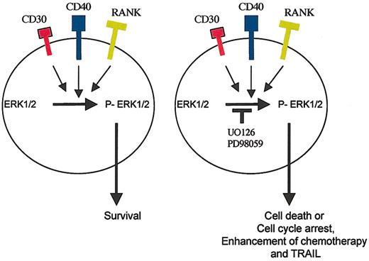 Figure 8. A model for ERK activation in HD cells. The malignant Reed-Sternberg cells express CD30, CD40, and RANK receptors, which can activate the MEK/ERK survival pathway. Inhibition of this pathway by the small molecule UO126 induces cell death or cell-cycle arrest and potentiates the killing effect of APO2L/TRAIL and chemotherapy.
