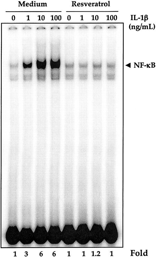 Figure 5. Inhibition of IL-1β–induced NF-κB activation by resveratrol. OCIM2 cells (× 106/mL) were preincubated with 50 μM resveratrol for 4 hours at 37°C and then treated with various concentrations of IL-1β for 1 hour. Nuclear extracts were prepared and tested for NF-κB activation, as described in “Patients, materials, and methods.”