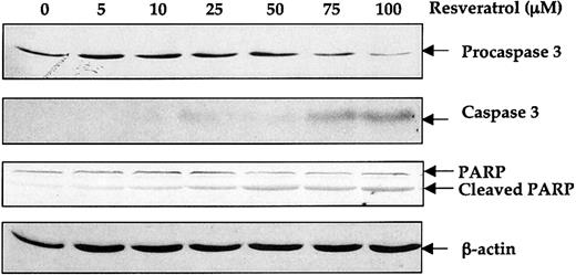 Figure 8. Effect of resveratrol on procaspase 3 and PARP cleavage. OCIM2 cells were incubated with increasing concentrations of resveratrol for 18 hours. Levels of procaspase 3, caspase 3, and uncleaved and cleaved PARP proteins were detected by Western immunoblotting. The results shown here demonstrate dose-dependent decreases in levels of procaspase 3 and PARP and increases in cleaved caspase 3 and cleaved PARP.