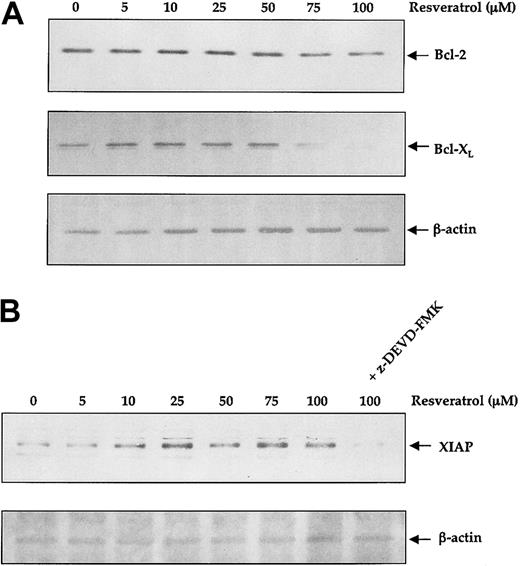 Figure 9. Effect of resveratrol on Bcl-2, Bcl-X, and XIAP protein levels. OCIM2 cells were incubated with increasing concentrations of resveratrol for 18 hours. The levels of Bcl-2, Bcl-X, and XIAP were detected by Western immunoblotting. The results shown here demonstrate a dose-dependent decrease in the levels of Bcl-2 and Bcl-X (A), and a dose-dependent increase in the level of XIAP (B) that was completely reversed when the cells were incubated with both 100 μM resveratrol and 50 μM of the caspase inhibitor z-DEVD-FMK.
