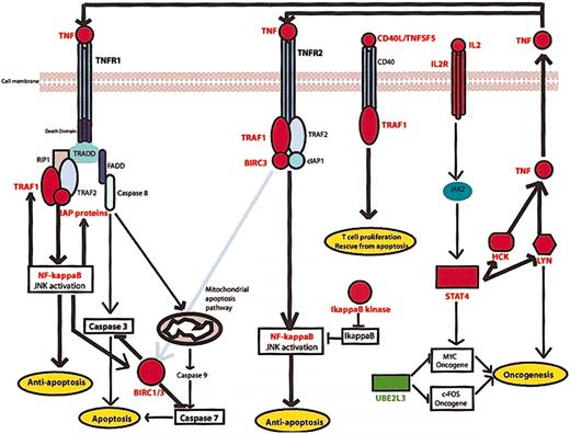 Figure 6. TNF signaling pathway deregulation in MF tumorigenesis. A combination of antiapoptotic signaling by TNFR1, propelled by up-regulation of TRAF1 and BIRC/IAP proteins and inhibition of proapoptotic TNFR1 signaling by BIRC1/BIRC3 caspase inactivation. TNFR2 antiapoptotic signaling is active due to the overexpression of TRAF1 and BIRC3. Meanwhile, CD40L/TNFSF5 overexpression may induce T-cell proliferation via CD40 receptor and TRAF1. Overexpression of IL2R activates Jak2 and STAT4 and subsequently induces expression of oncogenes c-MYC, LYN, and HCK. Oncogene LYN and HCK participate in a feedback loop of TNF antiapoptotic TNF signaling by producing endogenous TNF, thereby autostimulating TNFR1 and TNFR2 antiapoptotic pathways. Genes up-regulated in MF cases are indicated by red text label, whereas green text labels indicate down-regulated genes.