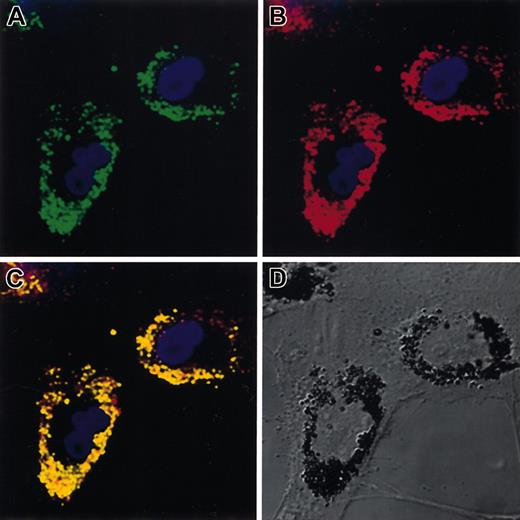 Figure 4. Confocal fluorescent microscopy of porcine mesenchymal stem cells. A subconfluent monolayer of primary porcine marrow MSCs were exposed to 10 μL/mL of the iron oxide fluorescent microparticles overnight. Excess particles were washed off with PBS. (A) Green fluorescence of beads. (B) Red fluorescence of endosomal marker CM-DiI. (C) Colocalization of the 2 colors confirming endosomal particle uptake. (D) Nomarski optics view revealing the outlines of the fibroblastic cells and the iron particles clearly clustered in perinuclear organelles. Original magnification for all panels, × 100.