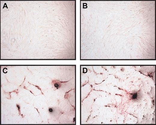 Figure 6. Osteogenic differentiation of particle-loaded cells. Porcine MSCs were exposed to 10 μL/mL iron particles overnight, washed and cultured under MSC conditions for 48 hours, and then changed to osteogenic induction media. After 17 days, unlabeled (A) and iron-labeled (B) cells had the same morphology in culture. Alkaline phophatase expression and pattern were similar in unlabeled (C) and iron-labeled (D) cells. Original magnification for panels A and B, × 60; panels C and D, × 150.