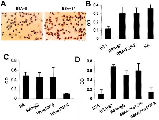 Figure 5. The role of FGF-2 in HA-dependent FN production by HCs. Panel A shows the FN production by HCs after culture for 24 hours on BSA in the presence of supernatants obtained from either an equivalent culture (S) or from HCs cultured for 24 hours on HA (S*). This is a representative of 3 experiments involving cells from 3 different patients. Original magnification, × 40. Panel B shows the relative amounts of FN produced by HCs cultured on BSA or HA or on BSA in the presence of recombinant FGF-2 (200 pg/mL) or of supernatants (S*) from cells cultured on HA. Panel C shows the blocking of FN production by anti–FGF-2 antibody, but not by anti-TGFβ or IgG control antibodies, in cultures of HCs on HA. Panel D shows the effect of anti–FGF-2 or anti-TGFβ antibodies on FN production induced by supernatants of HCs cultured on HA (S*). The amounts of FN produced in the presence of BSA alone or in the presence of supernatant (S*) and IgG control antibody are shown for comparison. In panels B-D, the results represent the means (± SEM) of 3 experiments involving 3 different patients.