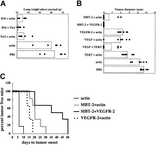 Figure 4. Combination immunotherapy targeting angiogenesis-associated products and tumor antigens. Mice were immunized twice weekly with 3 × 105 DCs for each antigen for a combined 6 × 105 DCs per mouse. (A) B16/F10.9 melanoma model as described in Figure 3A. Syngeneic tumor RNA (B16) was used as source of tumor antigens and actin mRNA was used as control antigen. Relative to the control group (PBS), P values were less than .05 for all groups except actin (P = .4206). The overall significance of the study as determined by the Kruskal-Wallis test was P = .001. (B) MBT-2 bladder tumor model as described in Figure 3B. Syngeneic tumor RNA (MBT-2) and TERT mRNA were used as source of tumor antigens and actin mRNA as control antigen. Day-18 measurements are shown. Relative to the control group (PBS), P values were less than .05 for all groups except actin (P=.13). The overall significance of the study as determined by the Kruskal-Wallis test was P<.0001. (C) Time to appearance of palpable tumors in the experiment shown in panel B. The log-rank test (Mantel-Haenszel test) was used to determine the differences between individual groups. Relative to the combination group (MBT-2 + VEGFR-2), P values were .02 and .001 for groups immunized with MBT-2 + actin and VEGFR-2 + actin, respectively. The median time to tumor onset for MBT-2 + actin was 20 days, VEGFR-2 + actin was 15 days, and MBT-2 + VEGFR-2 was 40 days.