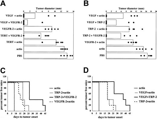 Figure 5. Immunotherapy of tumor-bearing mice with DCs transfected with angiogenesis-associated and tumor antigens. (A-B) B16/F10.9 melanoma model: C57BL/6 mice were implanted subcutaneously with 1 × 104 B16/F10.9 tumor cells and 3 days later immunized with mRNA-transfected DCs 3 times at 7-day intervals. Mice were immunized with 3 × 105 DCs for each antigen for a combined 6 × 105 DCs per mouse. Data in panel A are 18 days after tumor implantation and in panel B are 25 days after tumor implantation. Columns represent mean lung weight and dots represent individual lung weight (7 mice per group). (A) Relative to the control group (PBS), P values were less than .05 for all groups except actin (P = .4206). The overall significance of the study as determined by the Kruskal-Wallis test was P < .0001. (B) Relative to the control group (PBS), P values were less than .05 for all groups except actin (P = .4206). The overall significance of the study as determined by the Kruskal-Wallis test was P = .0011. (C-D) Figure shows time to appearance of palpable tumors in the experiment shown in panel B. The log-rank test (Mantel-Haenszel test) was used to determine the differences between individual groups. (C) Relative to the combination group (TRP-2 + VEGFR-2), P values were .03 and .002 for groups immunized with TRP-2 + actin and VEGFR-2 + actin, respectively. The median time to tumor onset for TRP-2 + actin was 18 days, VEGFR-2 + actin was 15 days, and TRP-2 + VEGFR-2 was 25 days. (D) Relative to the combination group (VEGF + TRP-2), P values were .03 and .02 for groups immunized with VEGF + actin and TRP-2 + actin, respectively. The median time to tumor onset for TRP-2 + actin was 18 days, VEGF + actin was 18 days, and VEGF + TRP-2 was 37 days.