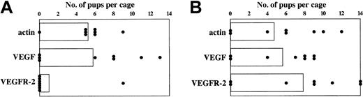 Figure 6. Transient inhibition of fertility in mice immunized with VEGFR-2 mRNA–transfected DCs. Mice were immunized with DCs electroporated with actin or VEGF or VEGFR-2 mRNA 3 times at weekly intervals as described in Figure 3. One week (A) and 8 weeks (B) after the final immunization, mice were mated with nonimmunized male mice. This was done in triads (2 females to 1 male per cage). Number of pups delivered by each female mouse was recorded by the date of birth, and the pups were examined for signs of sickness and abnormality and their weight after weaning was recorded. Data shown represent pups born per cage (2 female mice per cage) over a period of 4 months. (A) Relative to the control actin immunized group, P values were .65 and .03 for DC + VEGF mRNA and DC + VEGFR-2 mRNA, respectively. There were no significant differences in the weights of the pups born. Average weight of 5 pups for the DC + actin mRNA group was 75 to 95 g, DC + VEGF mRNA group was 79 to 92 g, and DC + VEGFR-2 mRNA group was 100 g. (B) Relative to the control actin immunized group, P values were .88 and .44 for DC + VEGF mRNA and DC + VEGFR-2 mRNA, respectively. Average weight of 5 pups for the DC + actin mRNA group was 75 to 95 g, DC + VEGF mRNA group was 85 to 92 g, and DC + VEGFR-2 mRNA group was 85 to 100 g. Columns represent average number of pups per cage; each circle represents number of pups per cage.